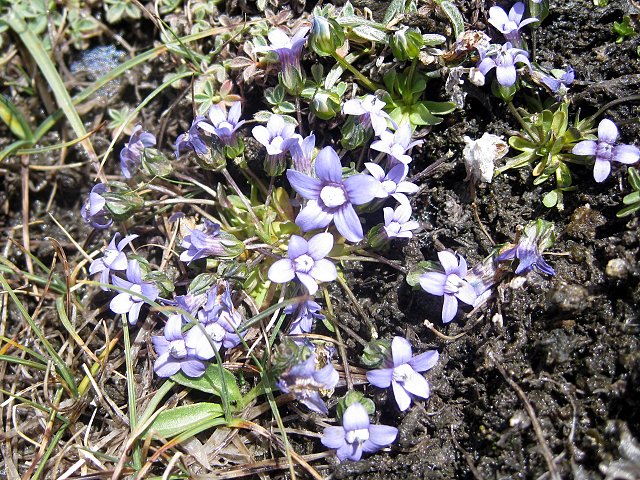 img00004.jpg