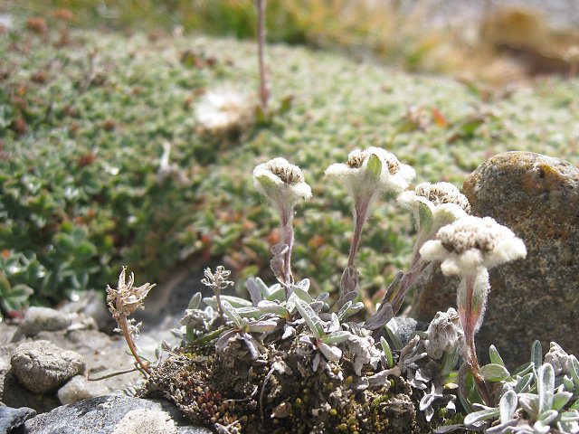 img00008.jpg