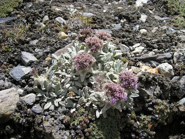 img00009.jpg