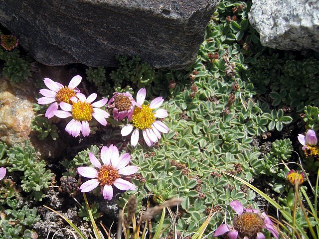 img00011.jpg