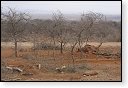 12.8.2011 9:32<br/> Savana